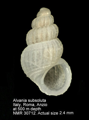 Alvania subsoluta.JPG - Alvania subsoluta(Aradas,1847)